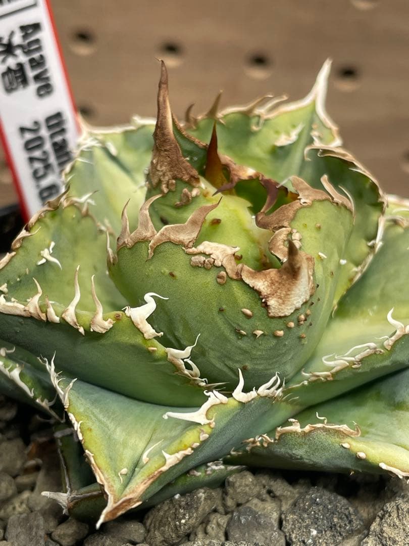 く*様 アガベ　チタノタ　冰雹　鉢のままメルカリ便発送