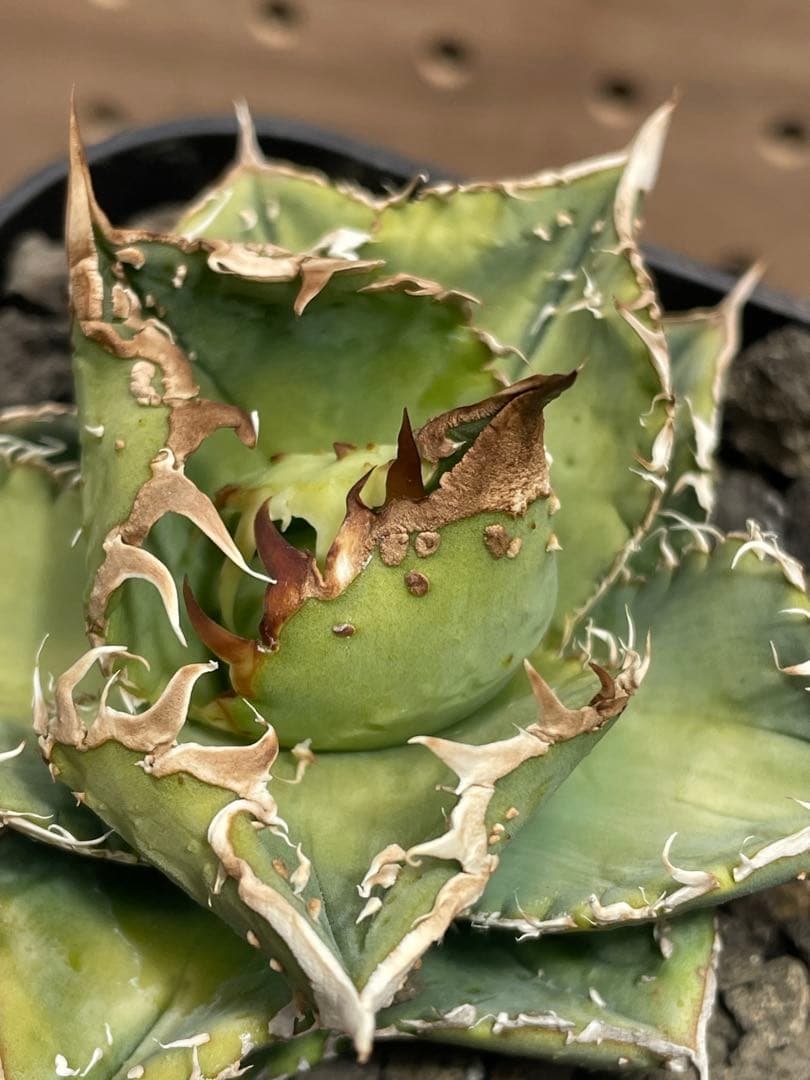 く*様 アガベ　チタノタ　冰雹　鉢のままメルカリ便発送