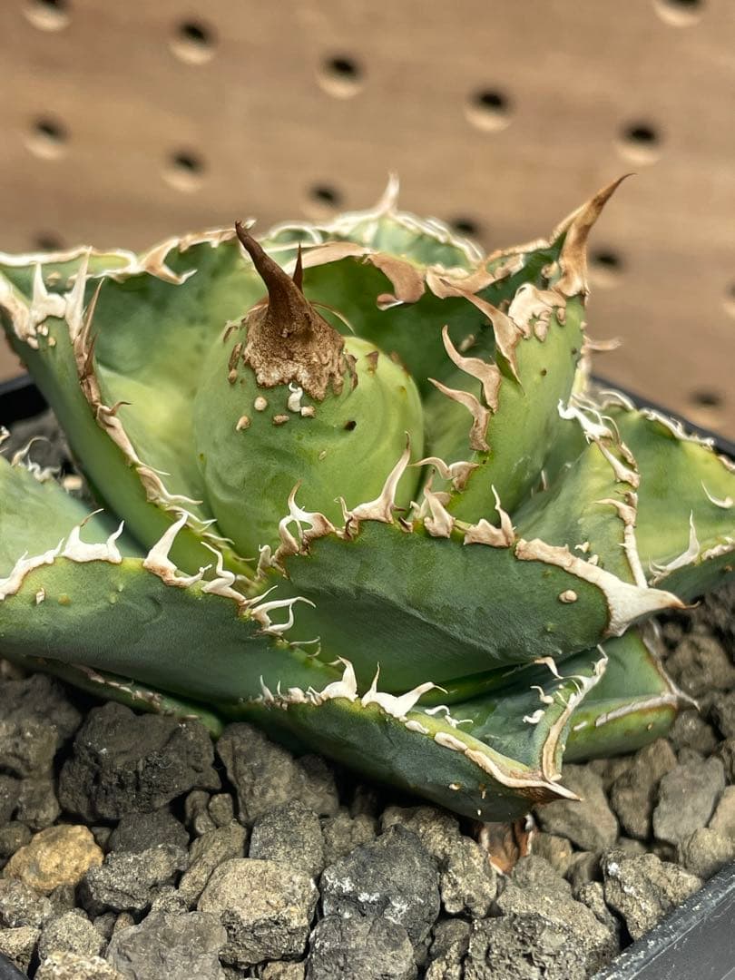 く*様 アガベ　チタノタ　冰雹　鉢のままメルカリ便発送