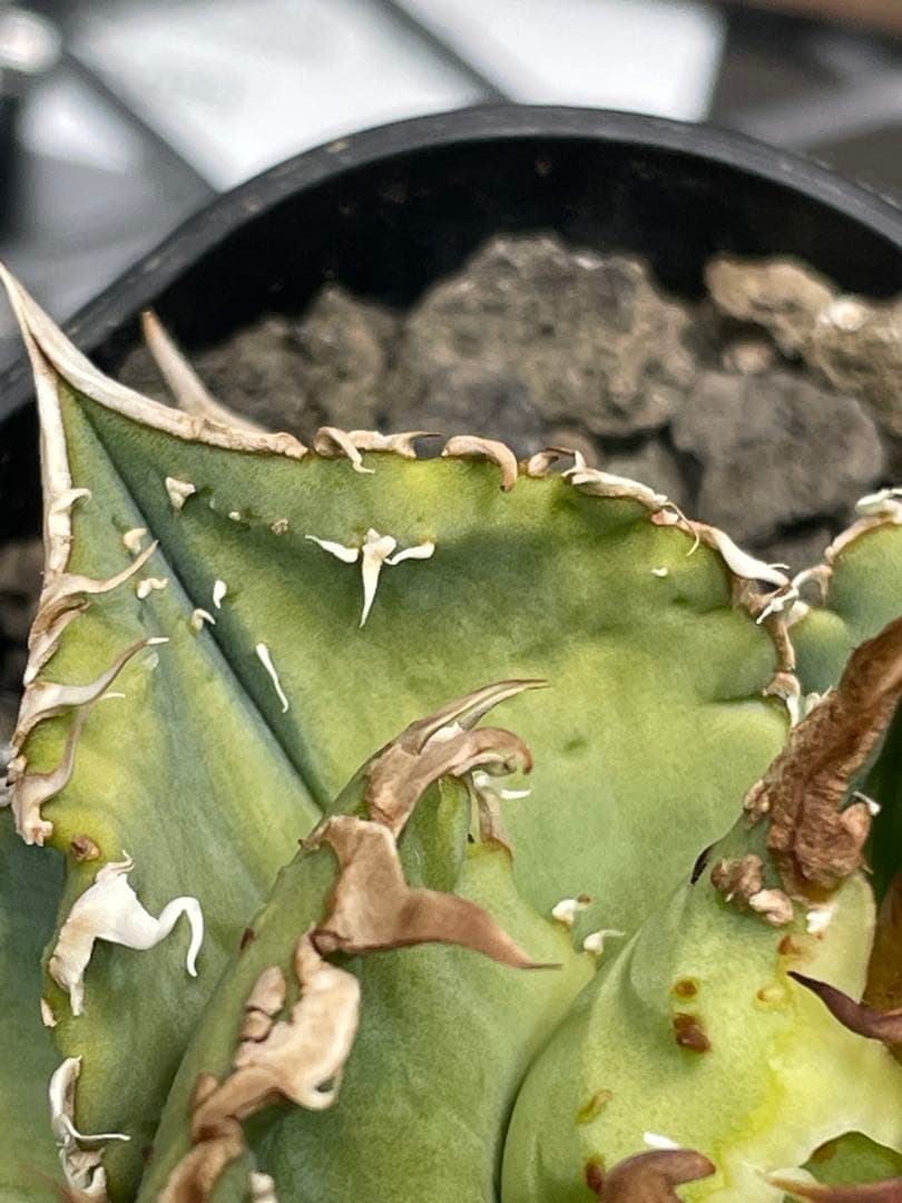 く*様 アガベ　チタノタ　冰雹　鉢のままメルカリ便発送