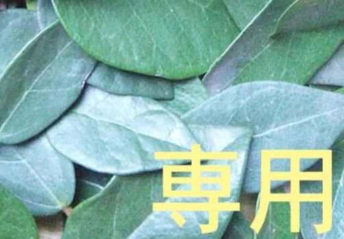 23日 13時迄【リピート みえぴぴ】ドテラ Pm 15 ３点