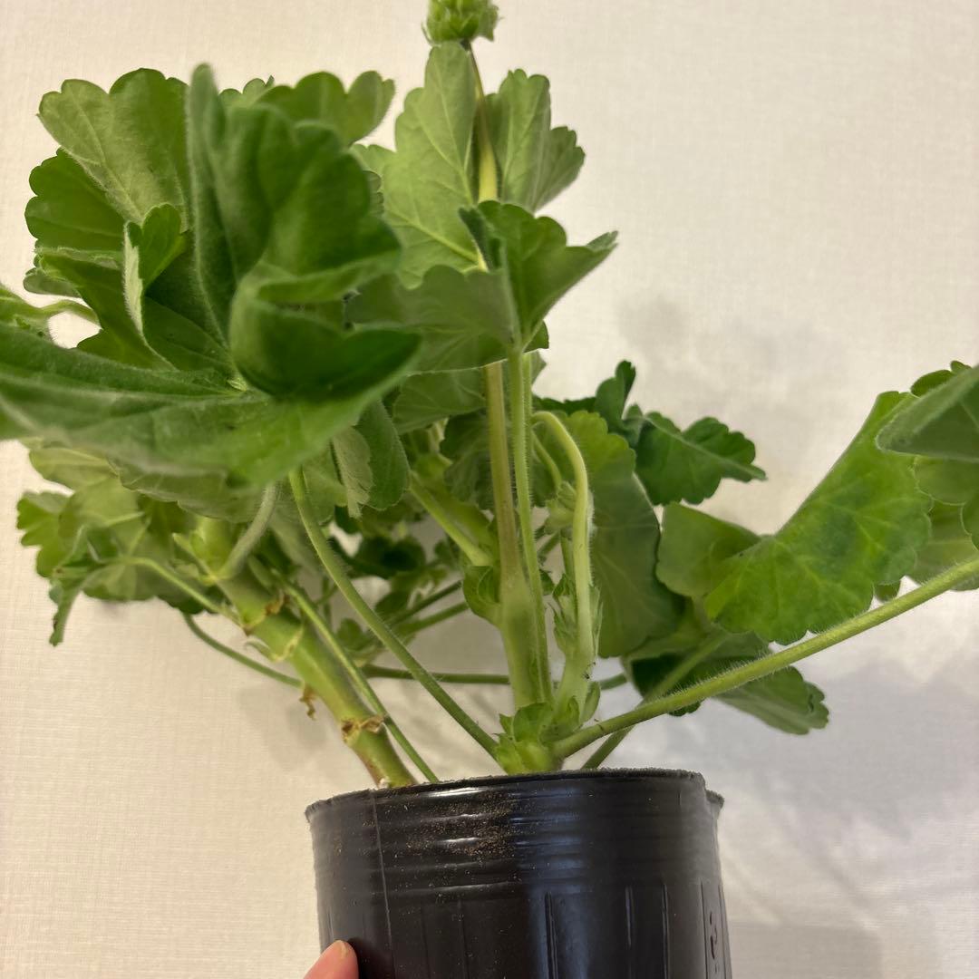 希少品種ゼラニウム　レア品種ゼラニウム　珍しいゼラニウムADL01