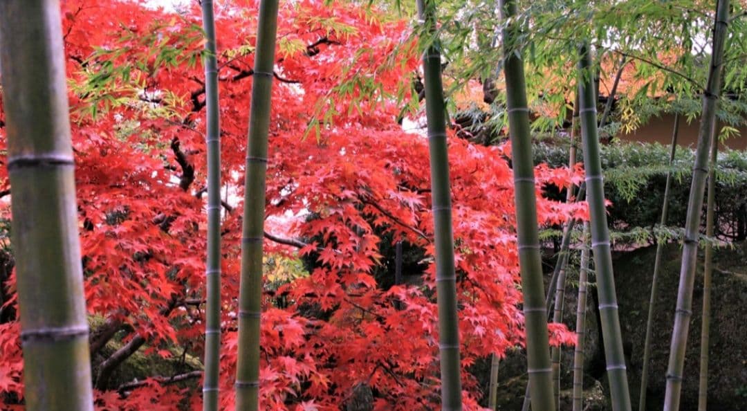 CANON　EOS KissX ダブルレンズ　超望遠　一眼レフ　キャノン　初心者