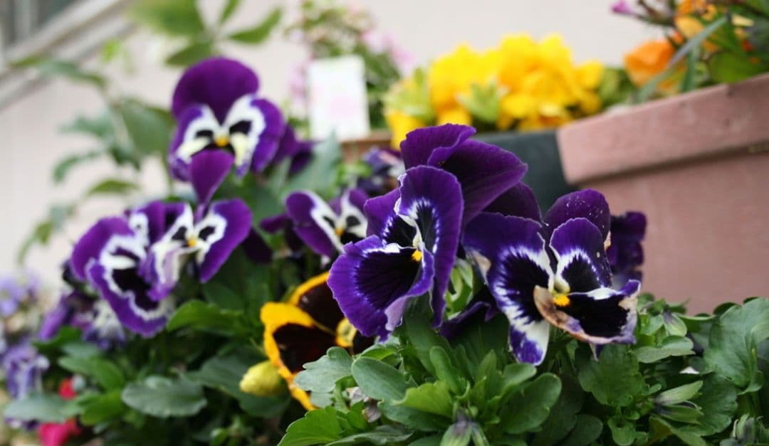 CANON　EOS KissX ダブルレンズ　超望遠　一眼レフ　キャノン　初心者