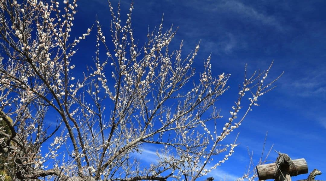 CANON　EOS KissX ダブルレンズ　超望遠　一眼レフ　キャノン　初心者