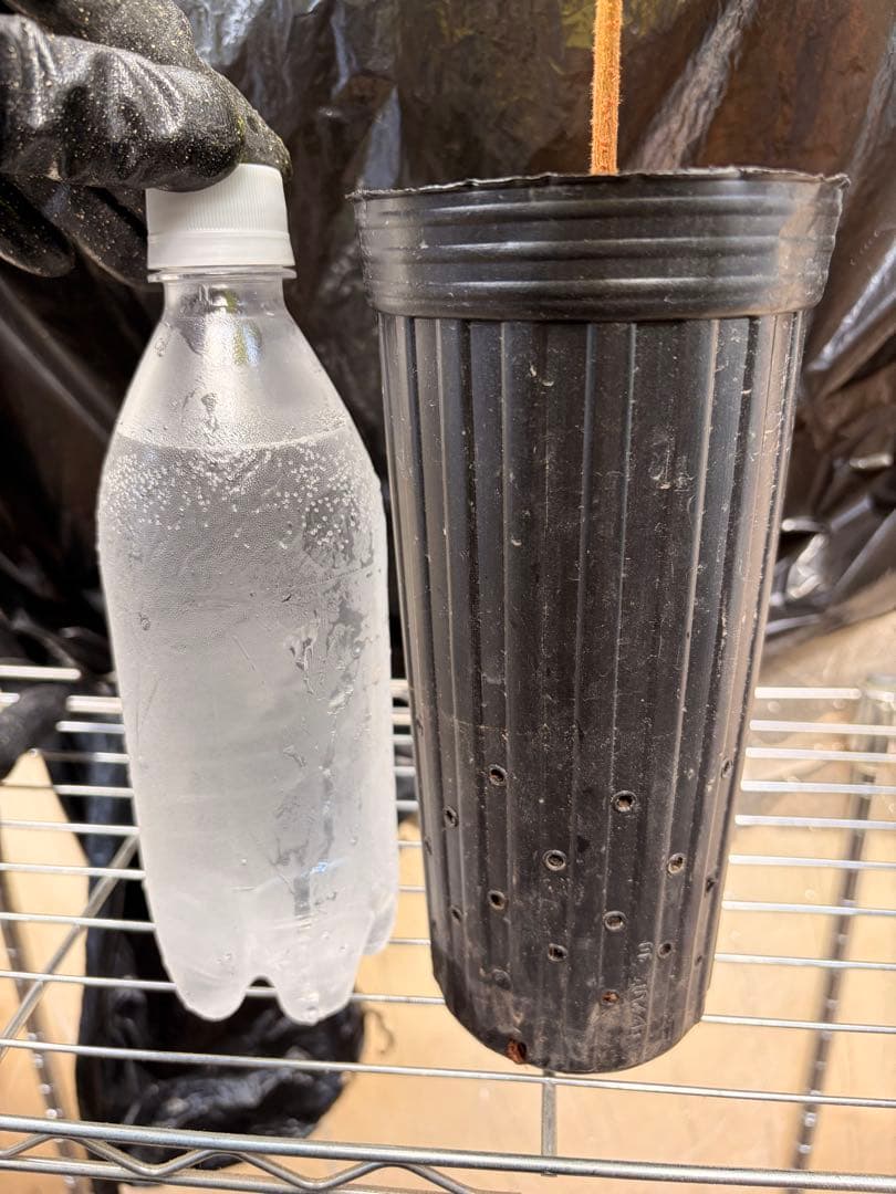 限定1株 クプアス苗 Theobroma grandiflorum