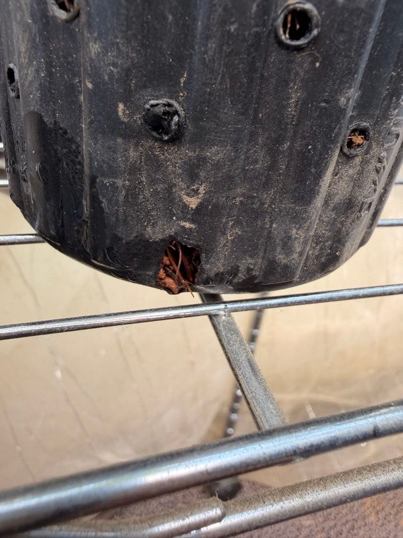 限定1株 クプアス苗 Theobroma grandiflorum