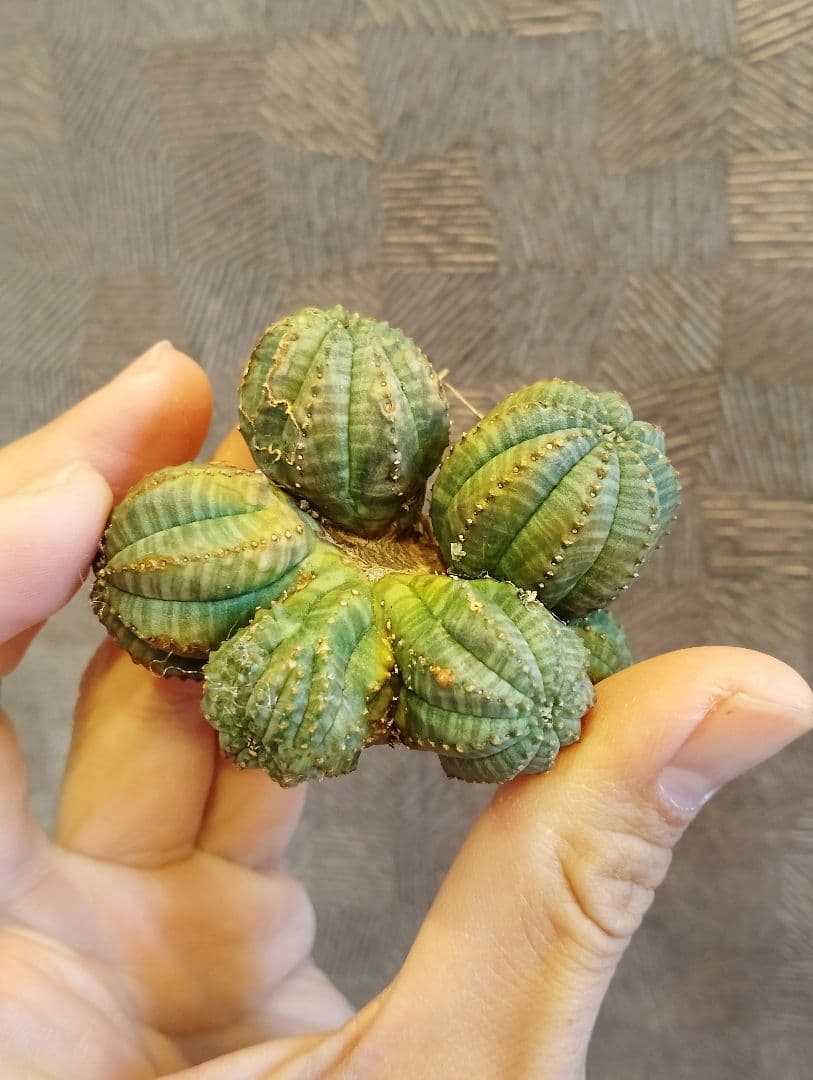 激レア ユーフォルビア オベサ モンスト \"発根済み\"