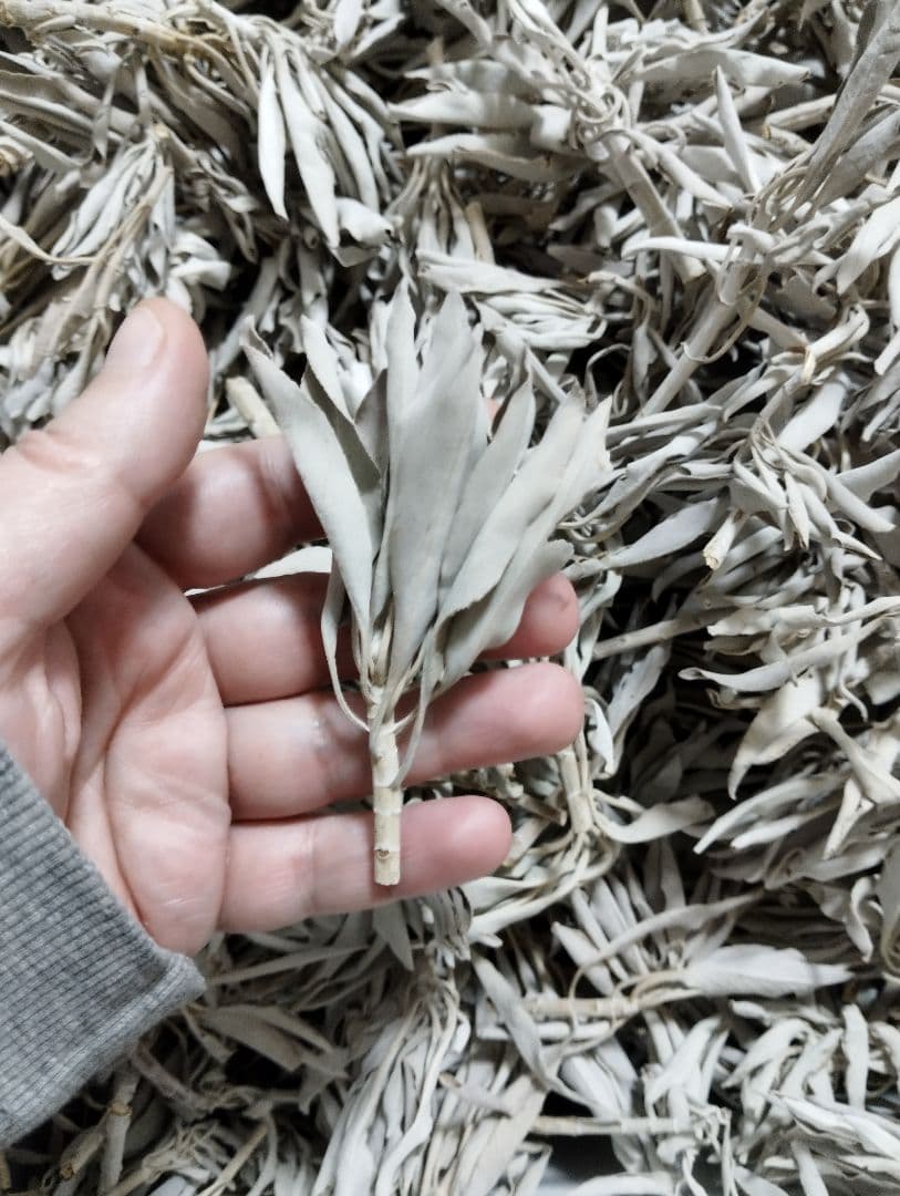 激安価格☆無農薬ホワイトセージ枝付きクラスター1kgお香浄化業務用価額