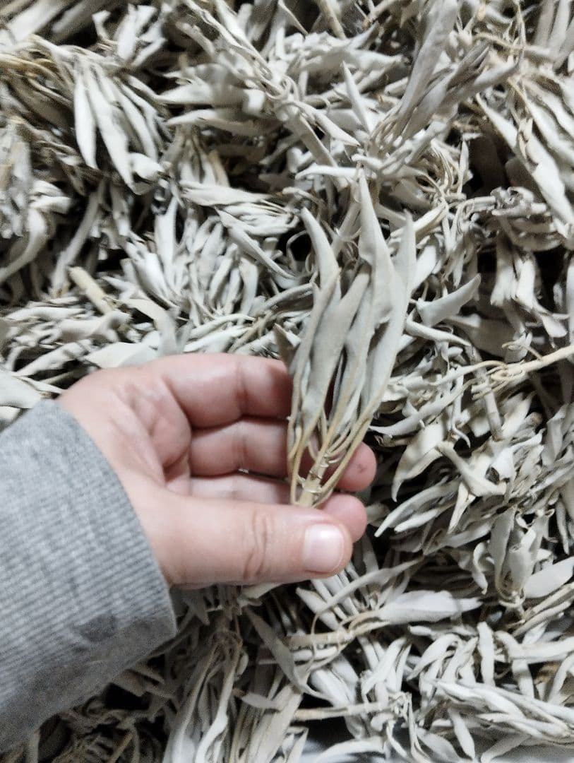 激安価格☆無農薬ホワイトセージ枝付きクラスター1kgお香浄化業務用価額