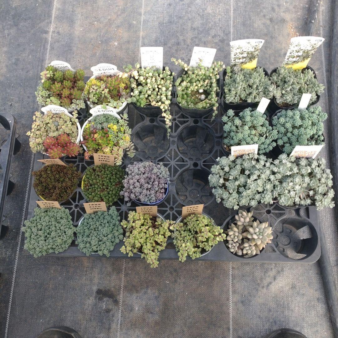 るるれれろさん専用