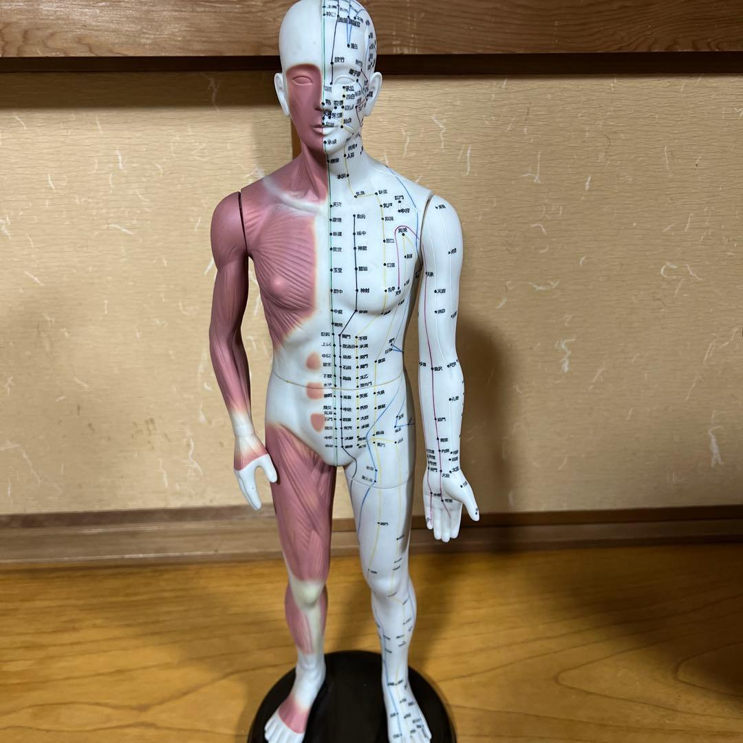 鍼灸経穴奇穴　モデル（日本製）