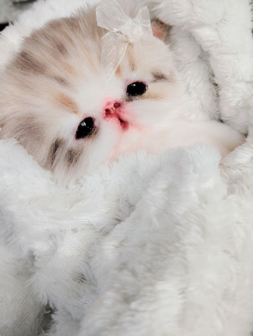 ベビー子猫♡お腹ぽっこりちゃん♡アートドール♡ぬいぐるみ♡