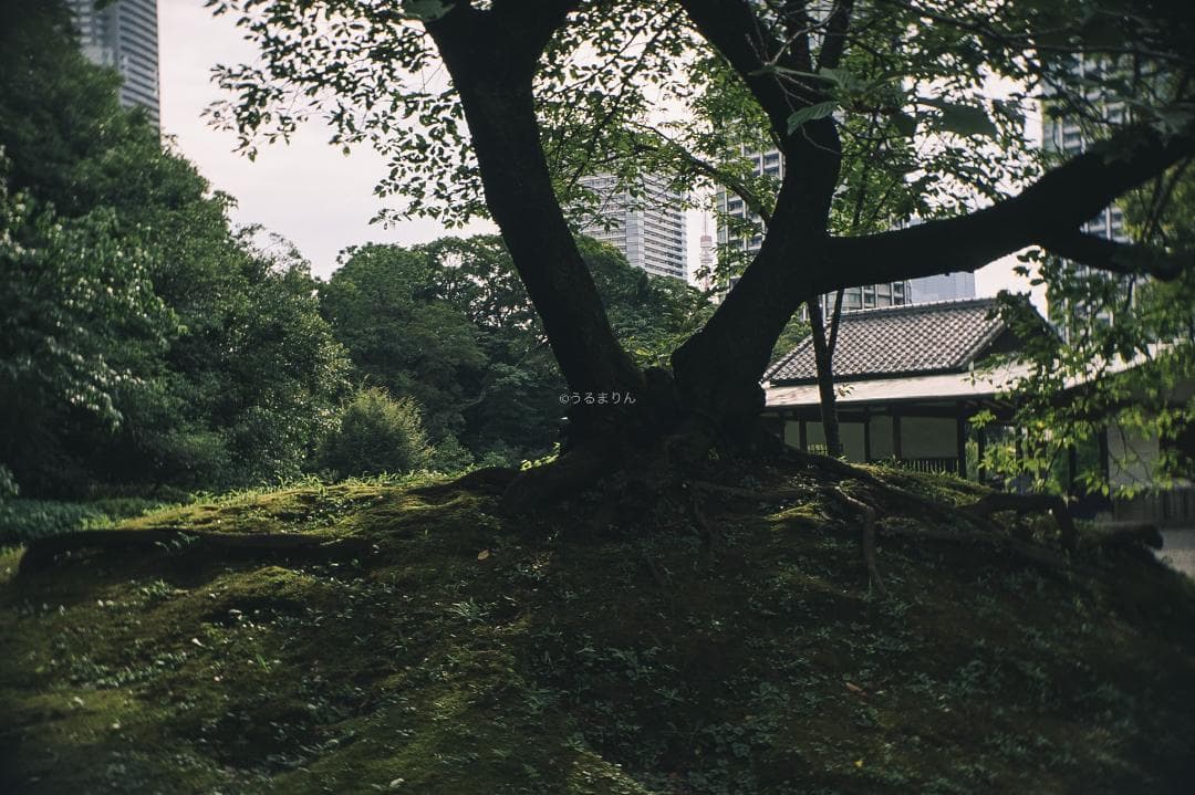 ズノーが1万円以下！Eマウント解禁！ZUNOW Cine 14mm F1.9