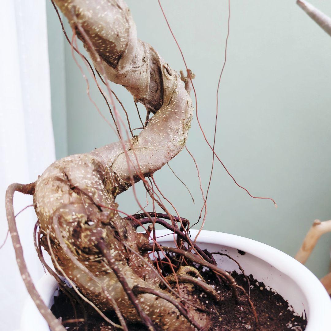 nima曲がりガジュマル (現品) 根上がり 曲線 空間浄化