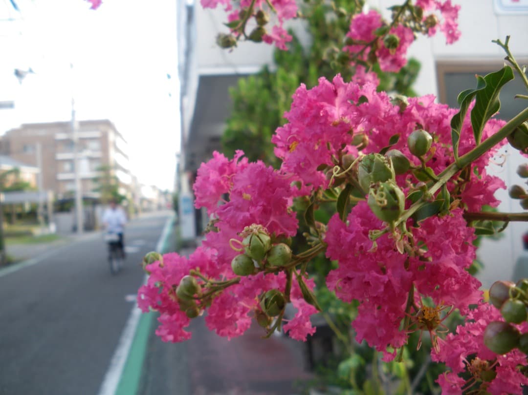 リーダー付き【動作確認済】PENTAX Optio M60 ブルー