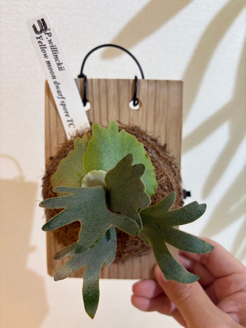 に*ち様 P.Willinckii Yellow Moon Dwarf spor