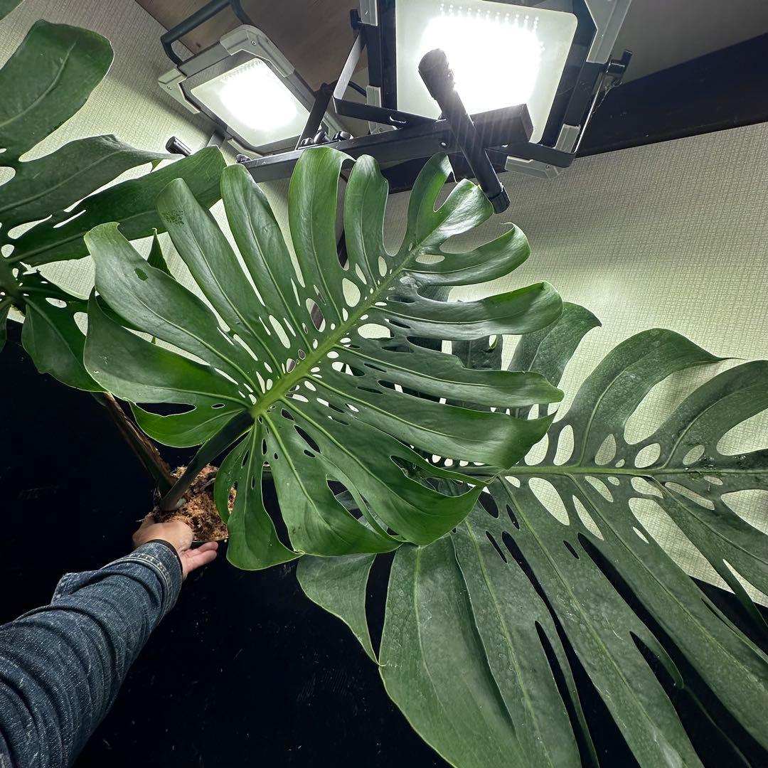 た*き様 モンステラデリシオーサマクロコズム超希少系統鉢植え