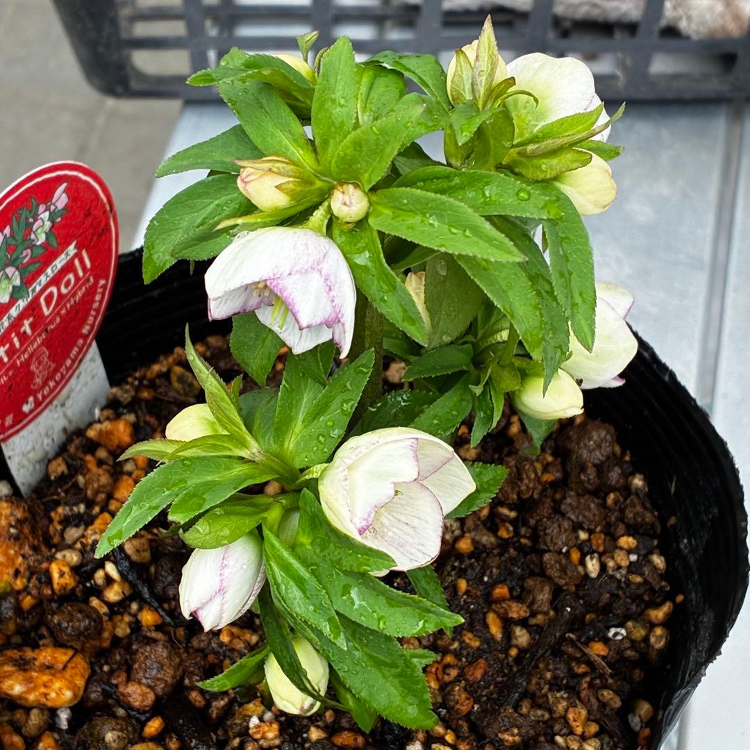 ぴ*ん様 3441☘️花、タグ付☘️プチドール⭐️超小輪⭐️超コンパクト⭐️繊細