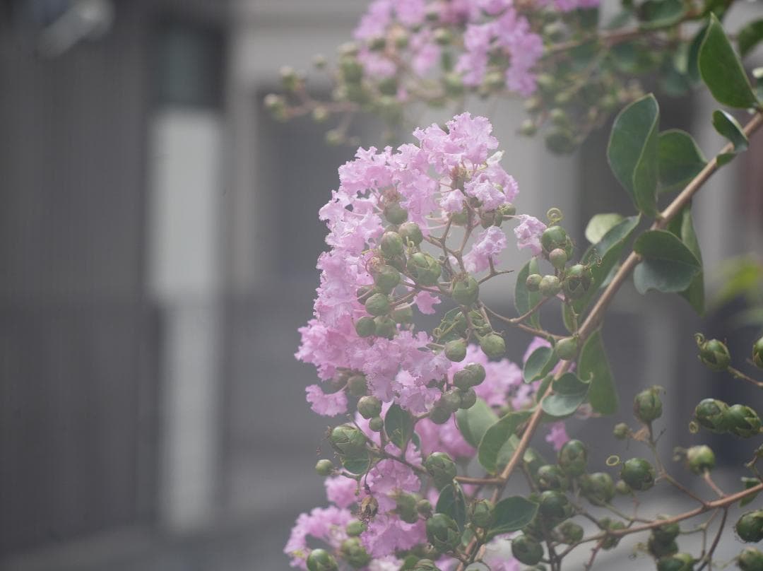 テスト済Trinol Anastigmat 105mm f3.5 Leica-L