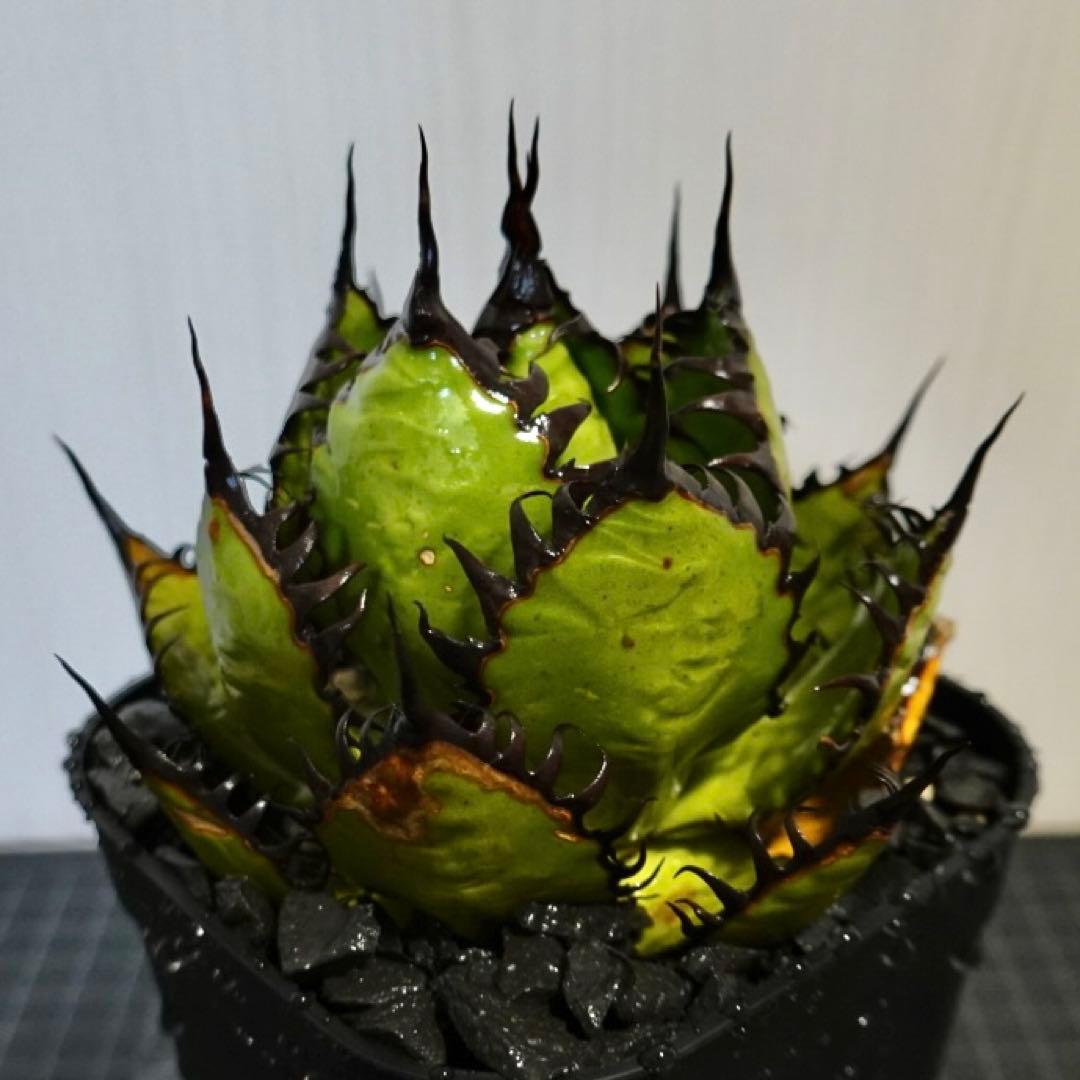 2137 【鉢のまま発送】 アガベ ホリダ