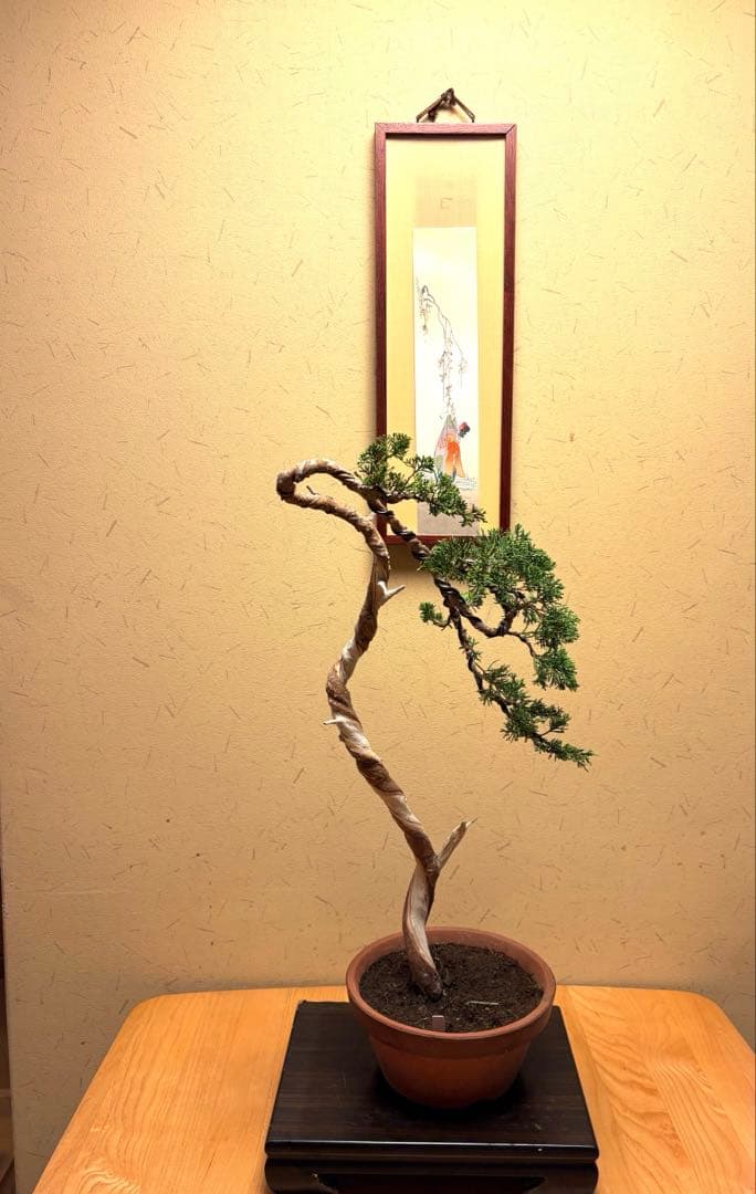 真柏盆栽❗️フォロワー150人記念値下げ❗️しなやかな動き！文人木盆栽！風情