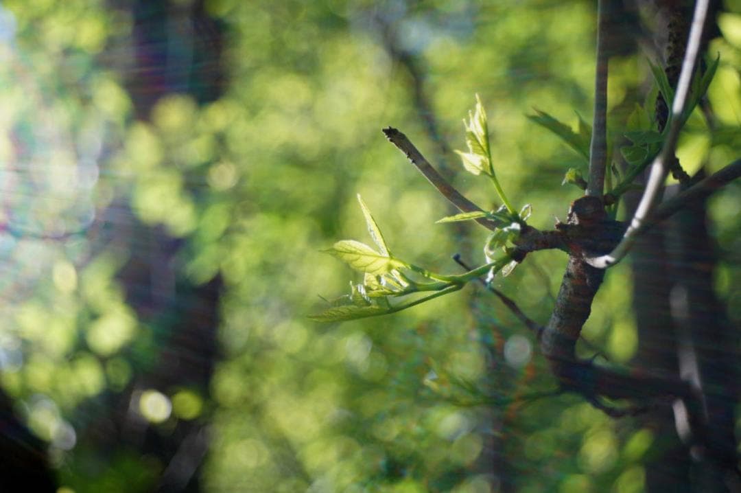 68　美品　ロモ　LOMO スメナ8 40mm F4.0 L39