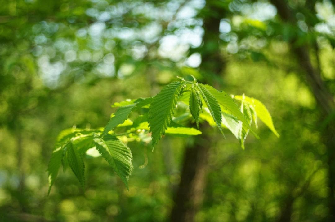 68　美品　ロモ　LOMO スメナ8 40mm F4.0 L39