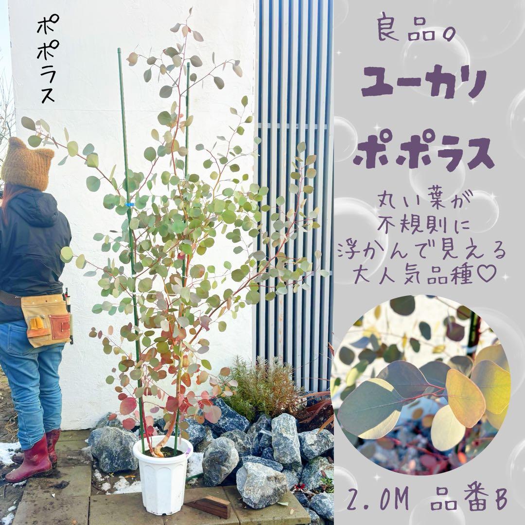 へらーりおまとめリクエスト。幹太ユーカリポポラス2.0M(鉢底から)品番B