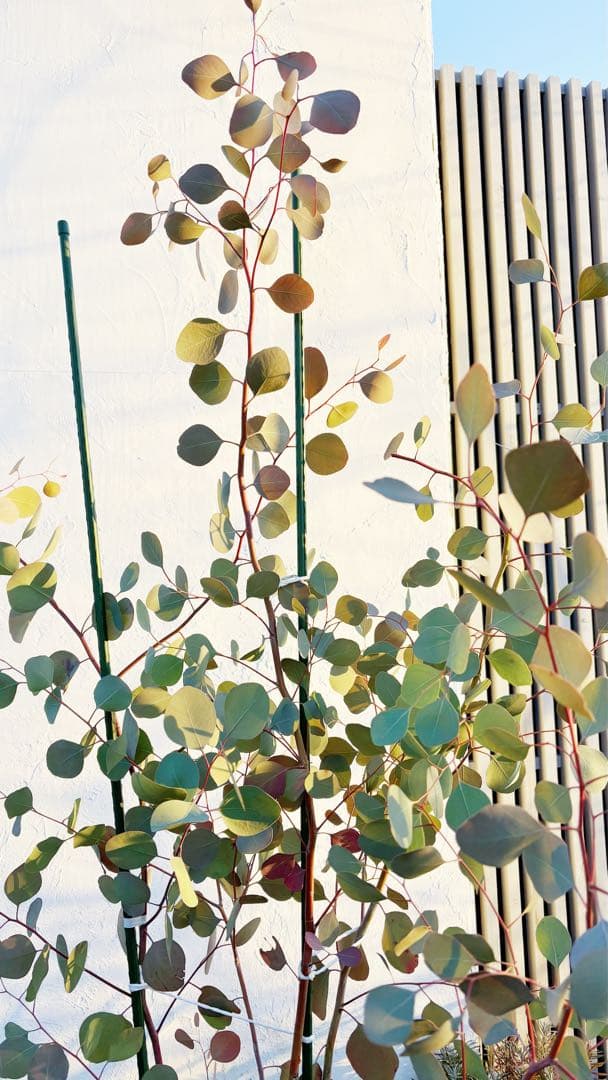 へらーりおまとめリクエスト。幹太ユーカリポポラス2.0M(鉢底から)品番B