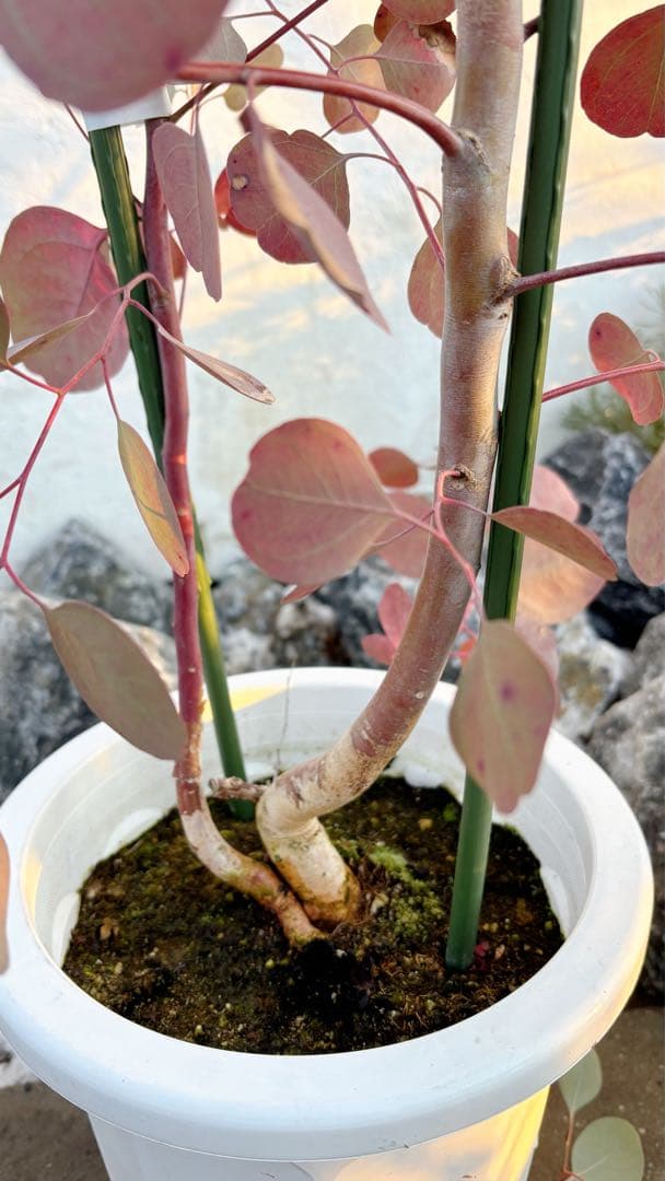 へらーりおまとめリクエスト。幹太ユーカリポポラス2.0M(鉢底から)品番B