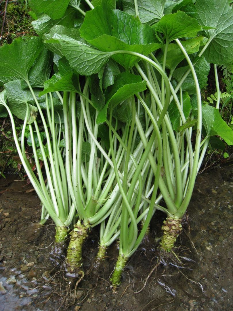 静岡県産　わさび苗　１００本　ワサビ　苗