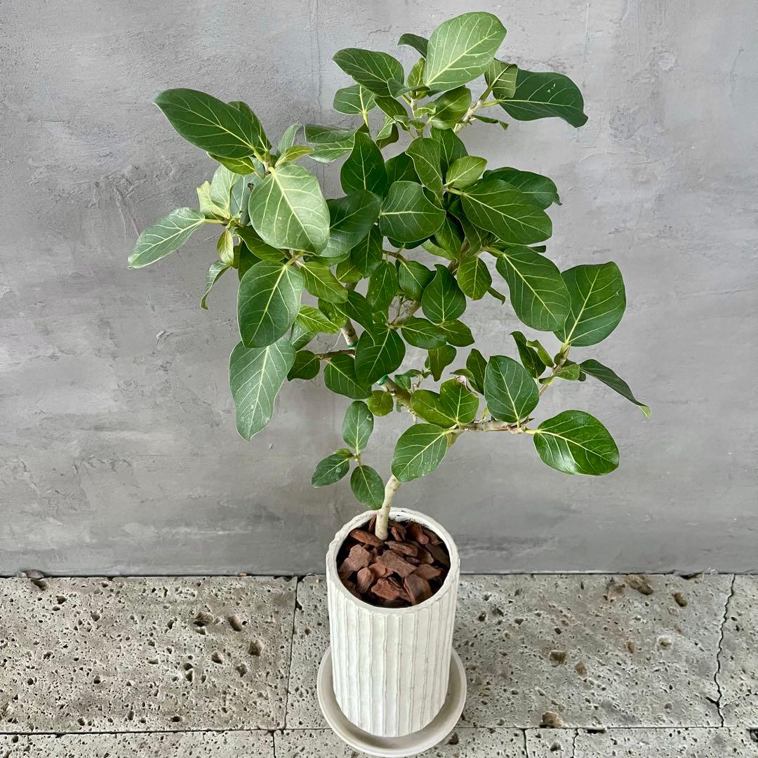 大型　フィカス　ベンガレンシス　オードリー　陶器鉢　植え込み発送