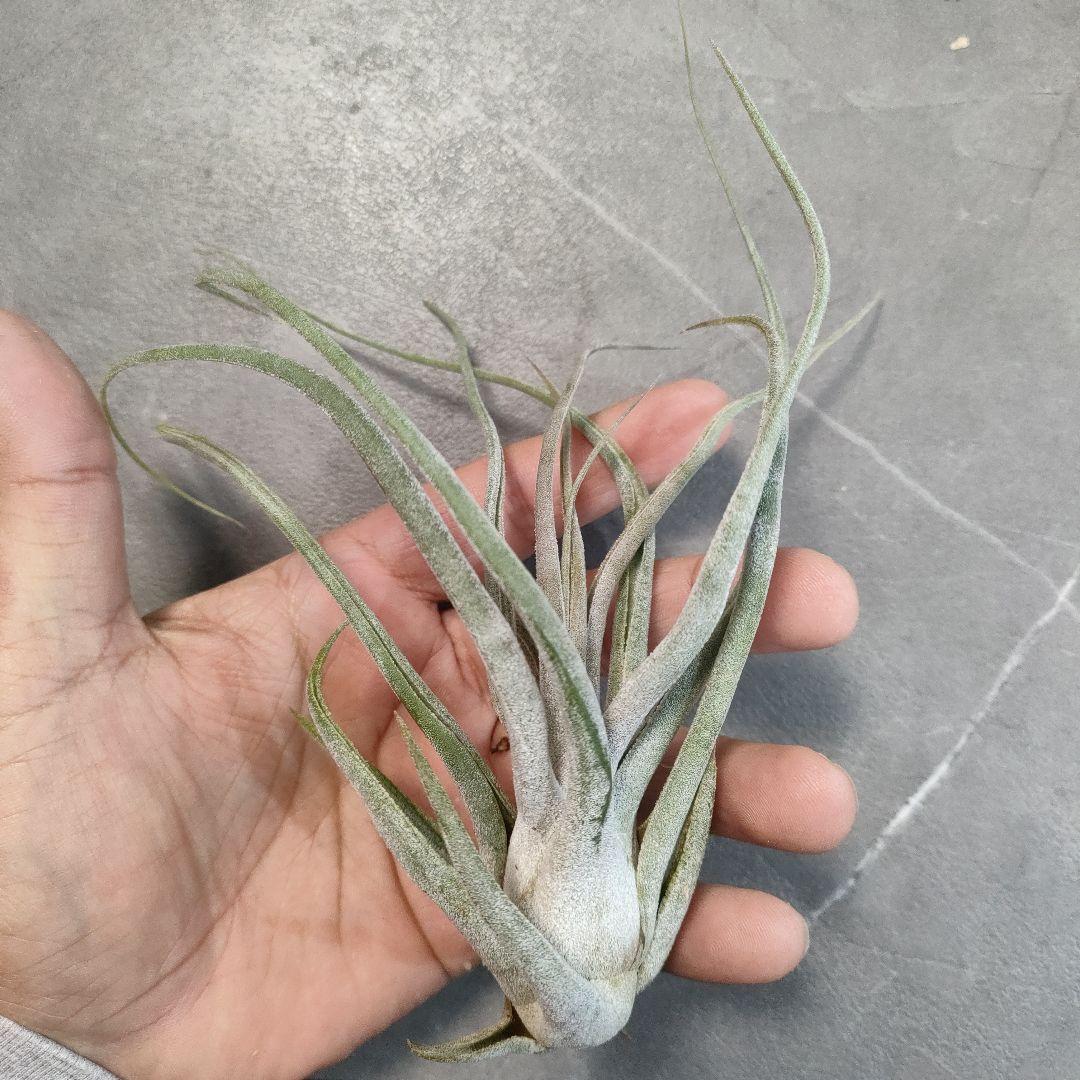 チランジア ティランジア ソノランスノー Tillandsia