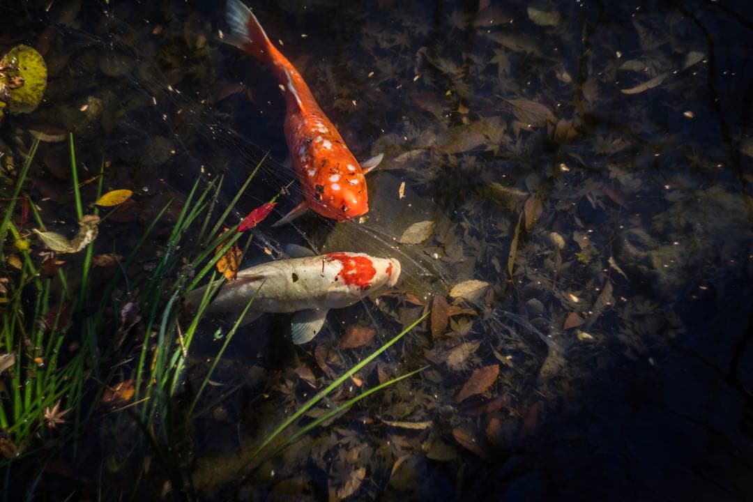 美品+ 分解清掃済 Helios-44-2 58mm f2 ぐるぐるボケ 二十