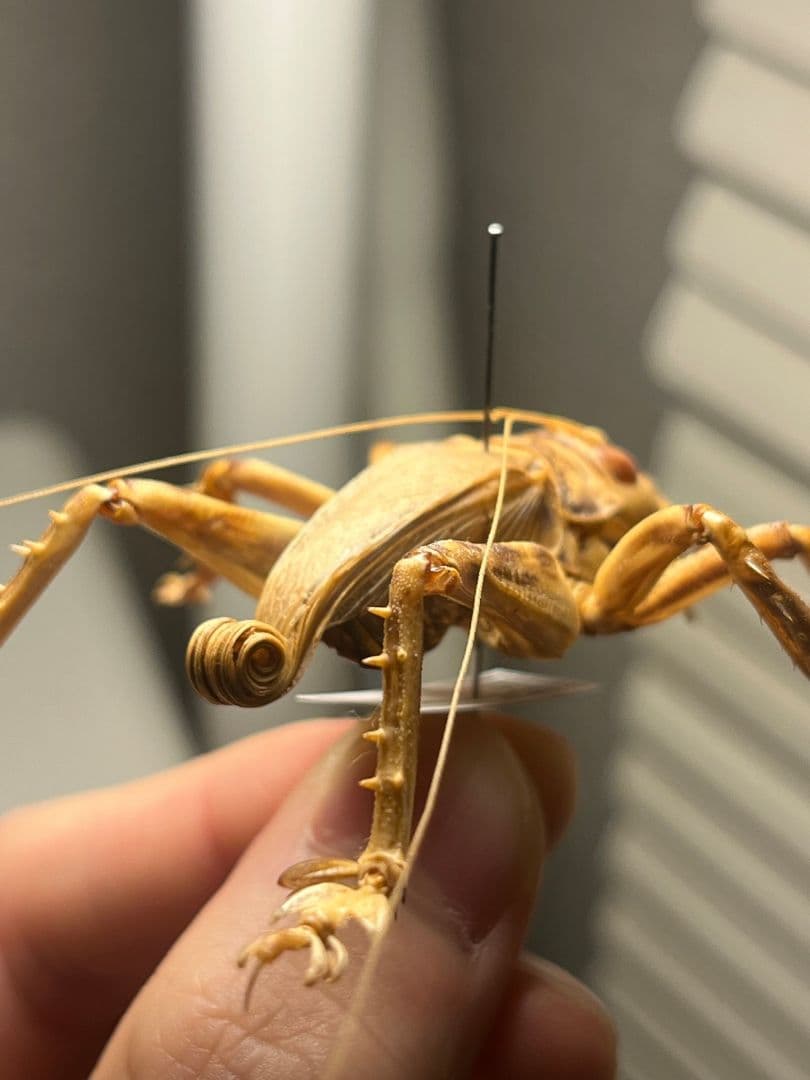 【成虫】マキバネコロギス 昆虫標本バッタ キリギリスコロギスリオック直翅類