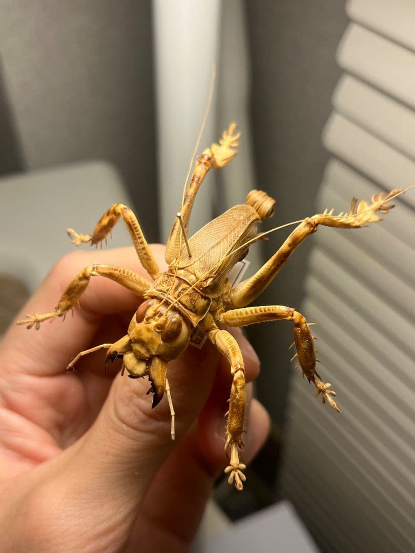 【成虫】マキバネコロギス 昆虫標本バッタ キリギリスコロギスリオック直翅類