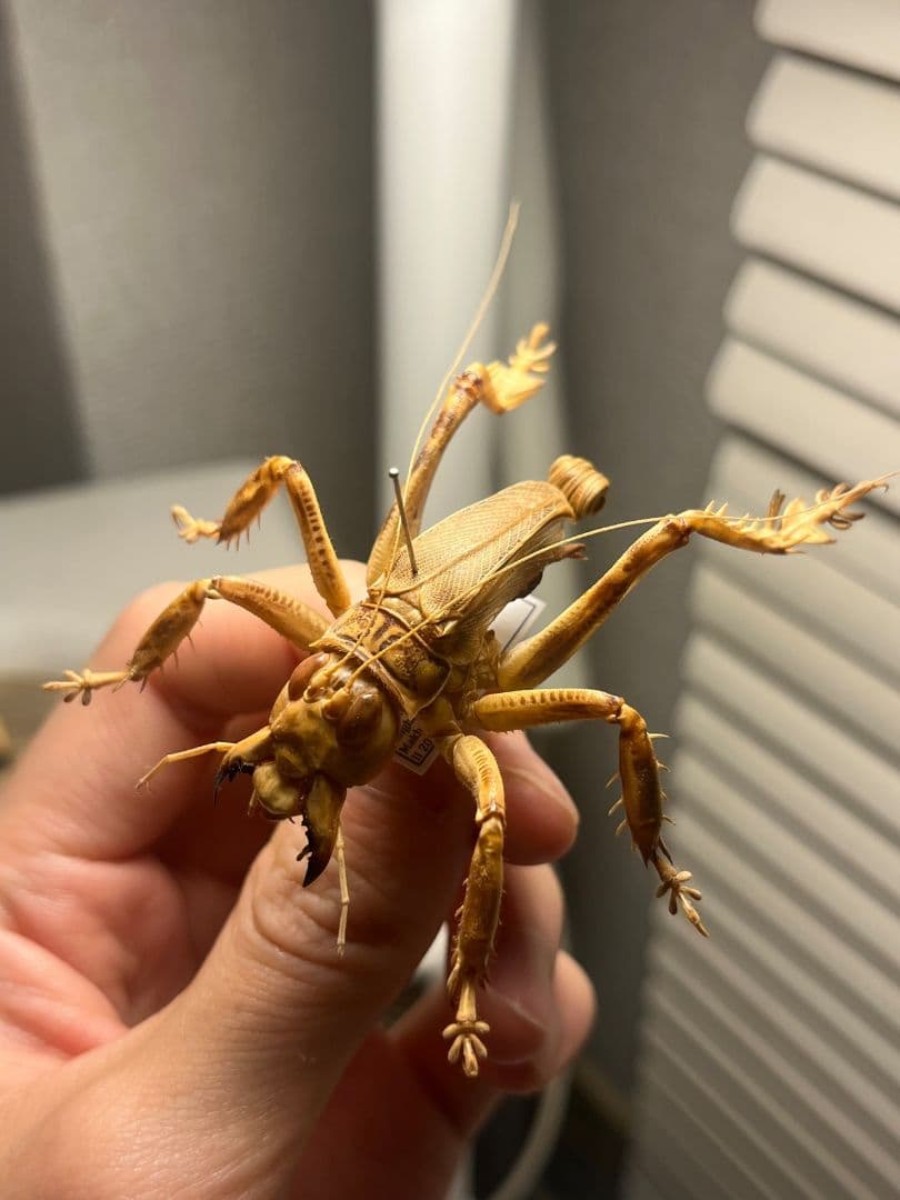【成虫】マキバネコロギス 昆虫標本バッタ キリギリスコロギスリオック直翅類