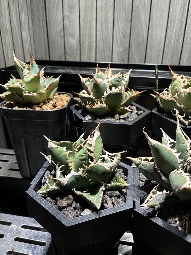 アガベ 特選チタノタ　セット売り⭐︎