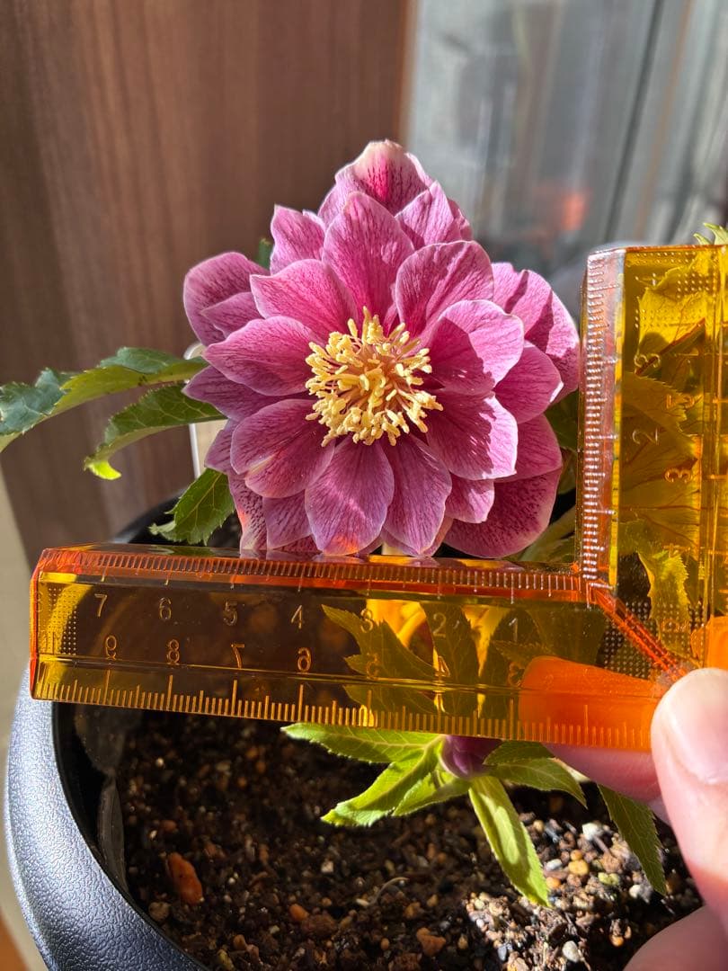 ♡広瀬園芸♡ 充実株シリーズ①DDピンク白抜け　ソレイユ系