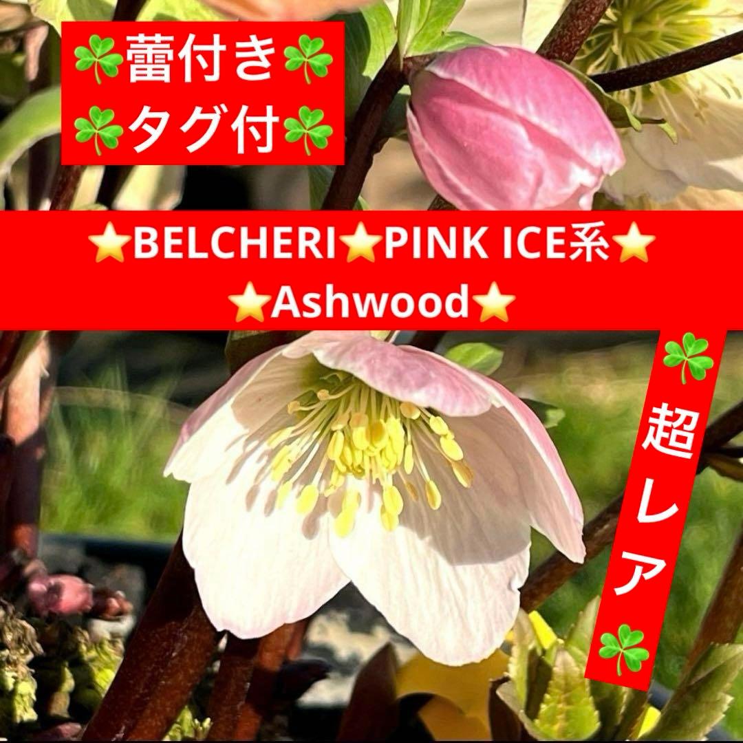 み*ー様 ☘️蕾付き☘️タグ付☘️3366⭐️BELCHERI⭐️PINK IC