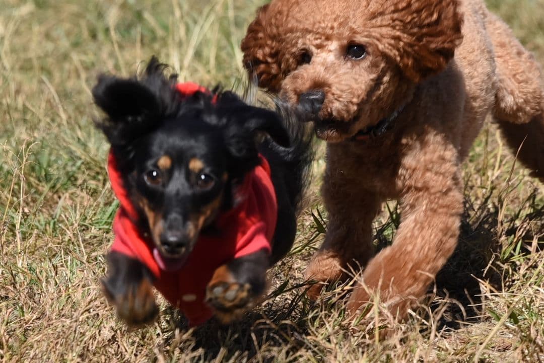 ニコンD750, バッテリーパック、28～300mmズームレンズその他一式セット