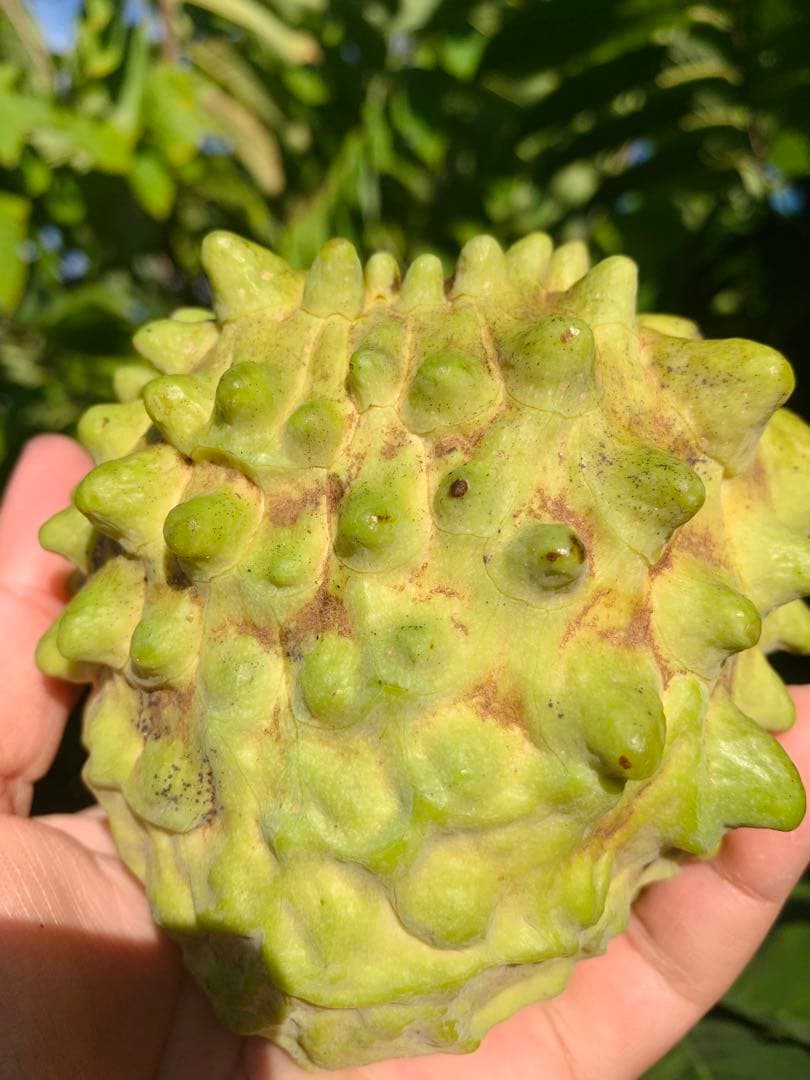 アテモヤ接木苗木　釋迦果 シャカトウ　森のアイスクリーム 鳳梨釋迦