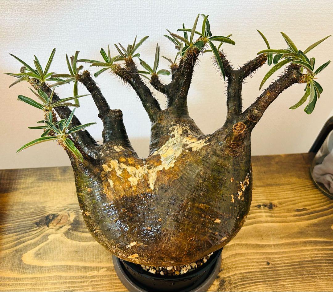 【現地球】パキポディウム　グラキリス　★発根済み★鉢付き