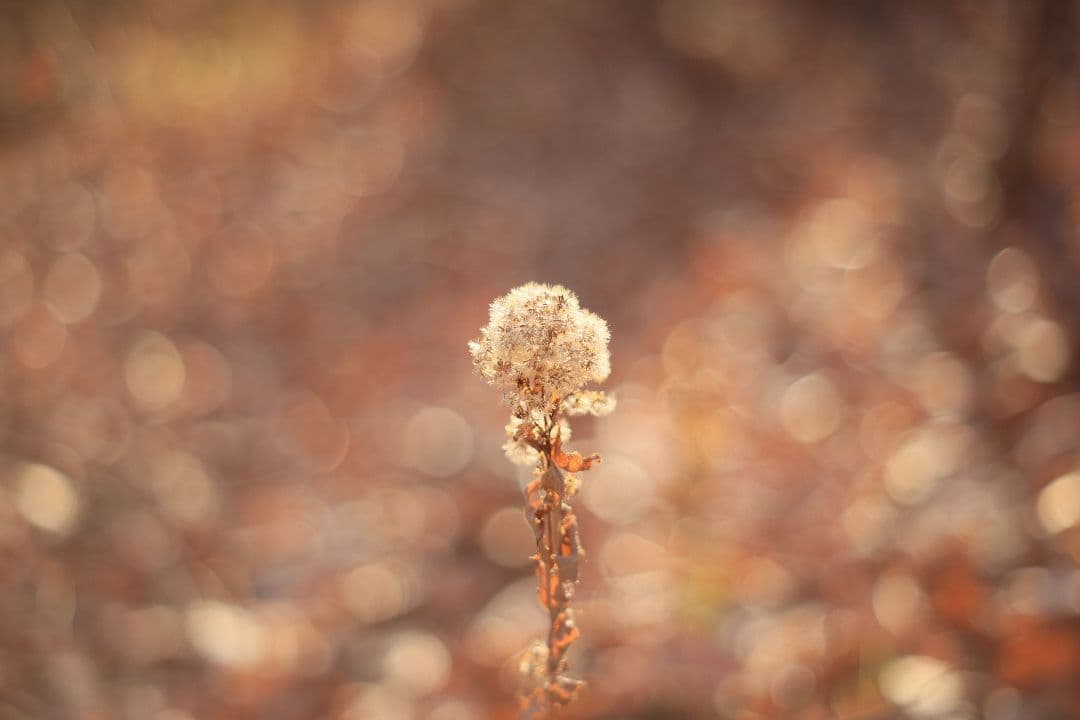 Super-Takumar 55mm F1.8 後期型 S/N：4053176
