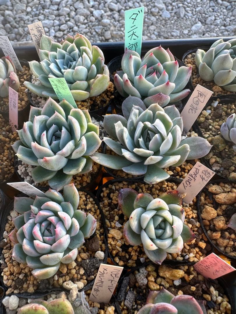 多肉植物セット☆メルカリ便匿名配送