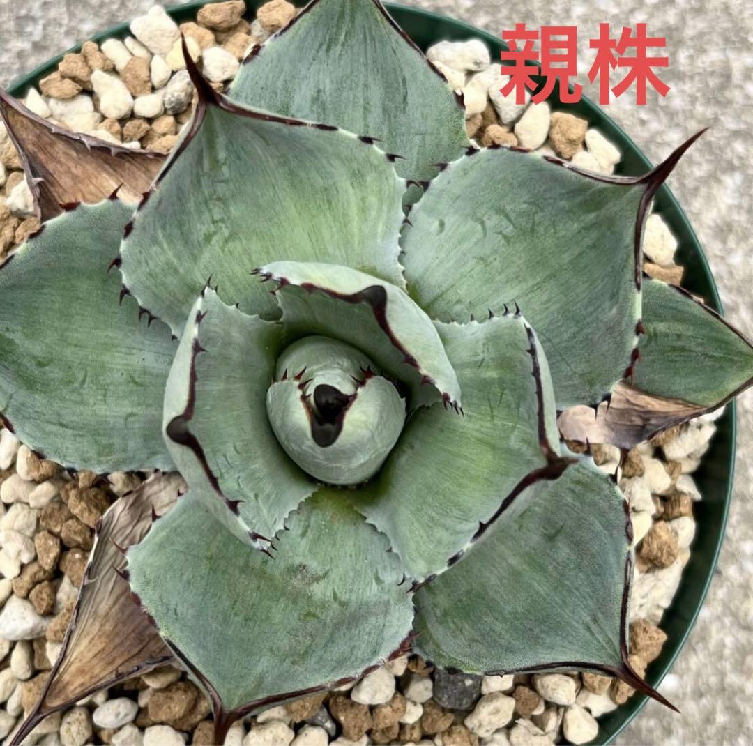 アガベ　パリー　トランカータ　mutant霜降り縞斑　コンパクトタイプ　カキコ