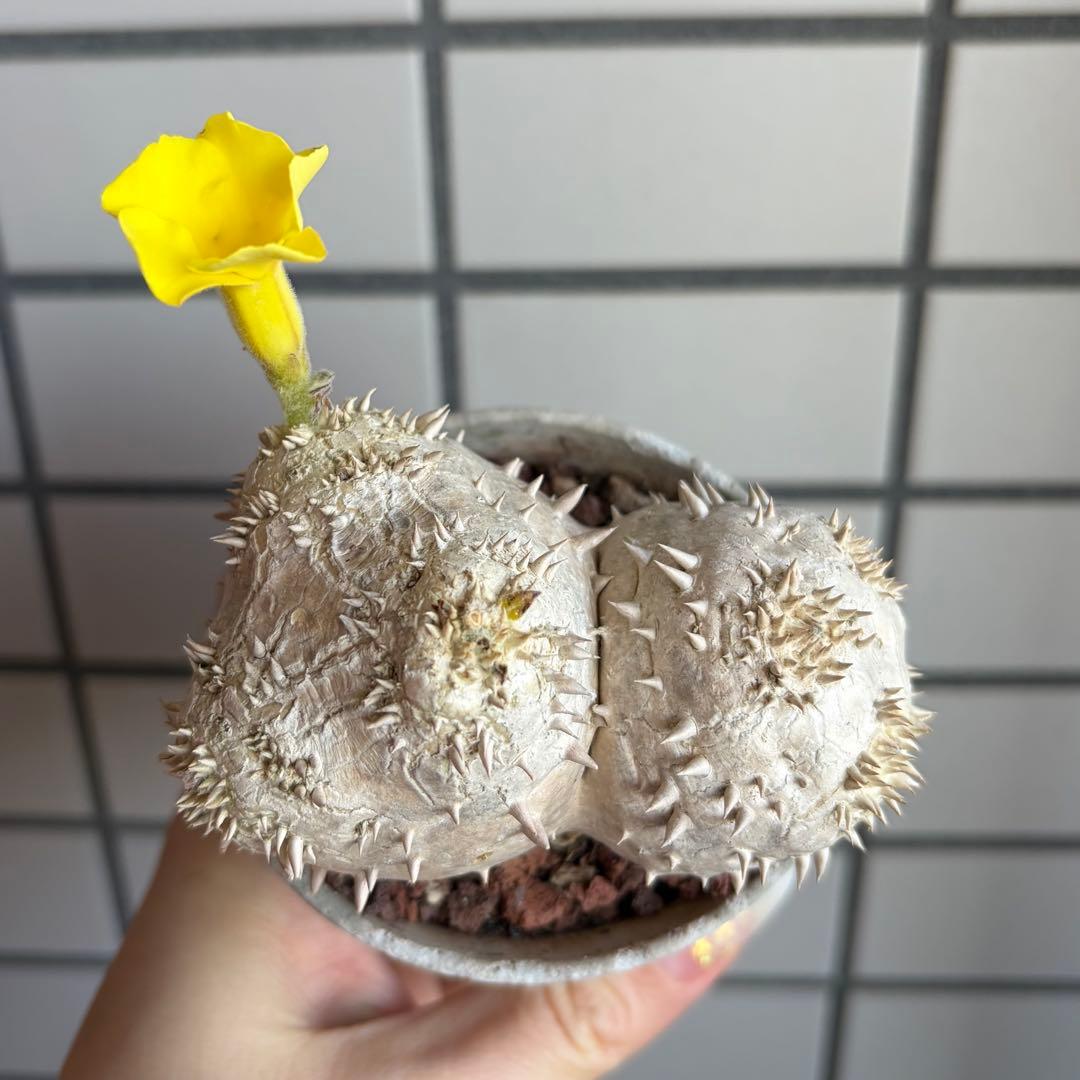 z*o様 【鉢付き】 パキポディウム デンシカウレ 実生 ダブルヘッド 恵比寿大