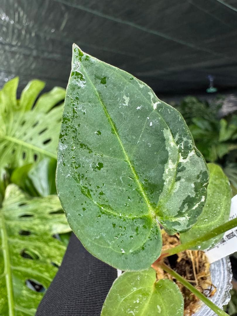 う*ー様 11ベッセアエ×デビリス×ドリームウィーバー×パピリラミナム斑入りの可