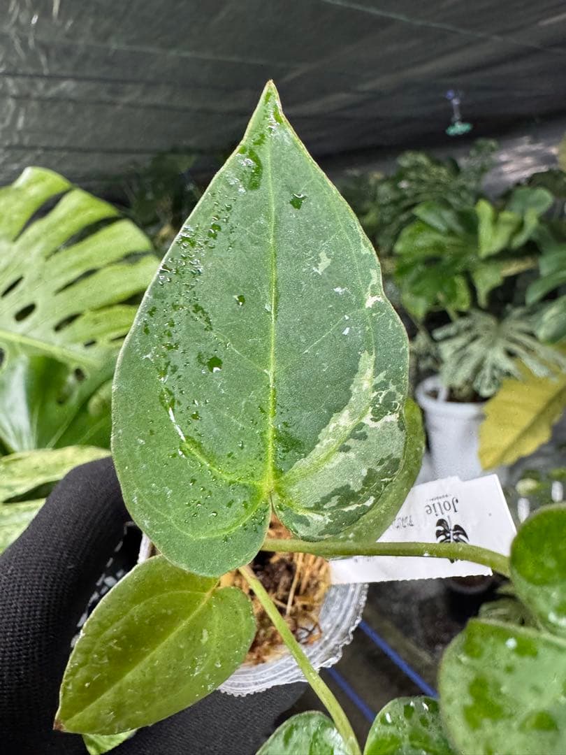 う*ー様 11ベッセアエ×デビリス×ドリームウィーバー×パピリラミナム斑入りの可